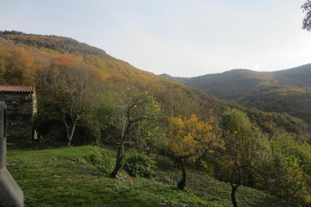 Maison Au Milieu De La Foret